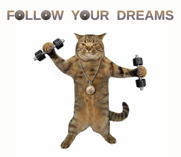 A funny cat training with dumbbells, with a description “Follow your dreams”
