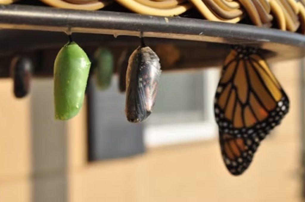 Transformation of a butterfly as a symbol of transformations which happen in fitness clubs