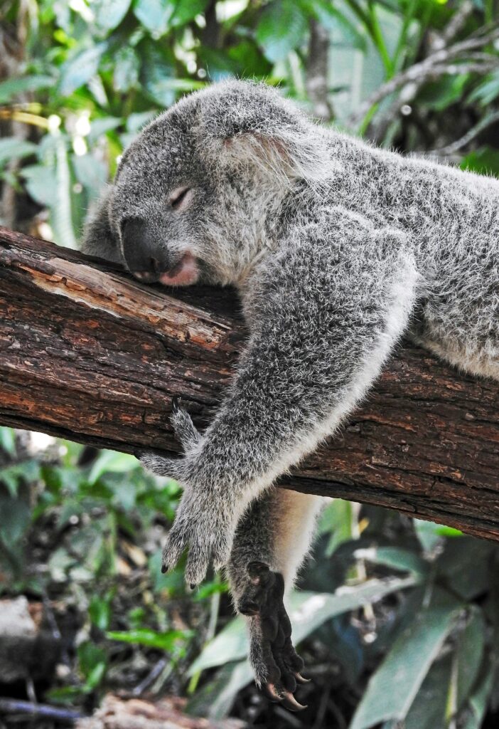 Koala as one of new fitness influencers? :) No! It’s here to show the importance of sleep and recovery.