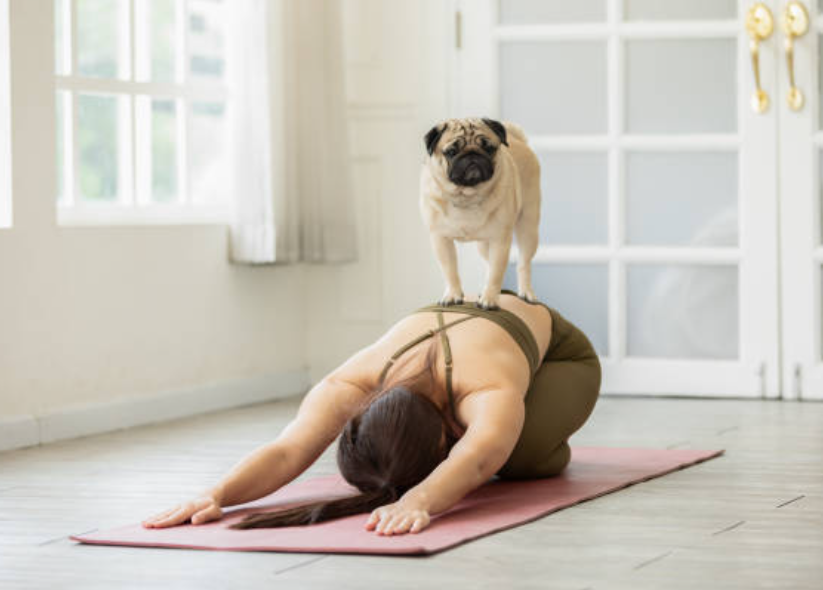 One of profitable fitness business ideas can be yoga with pets.