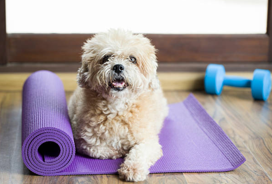 One of the latest fitness trends is working out with animals - members can take their pets to fitness clubs.